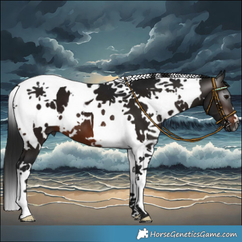 Horse Color:Gray White Spotted Bay Tobiano 