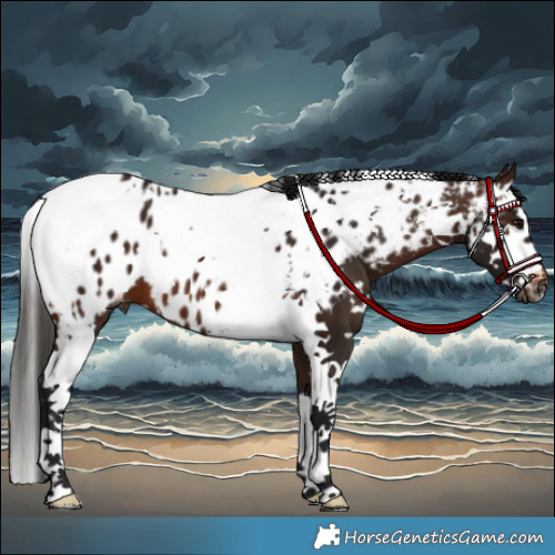 Horse Color:Gray White Spotted Bay Splash Tobiano Near Leopard