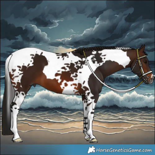 Horse Color:Gray Bay Tobiano 