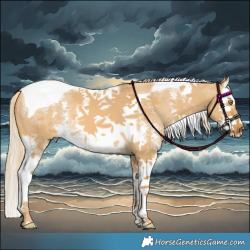 Horse Color:Palomino Dun Sabino Splash Tobiano