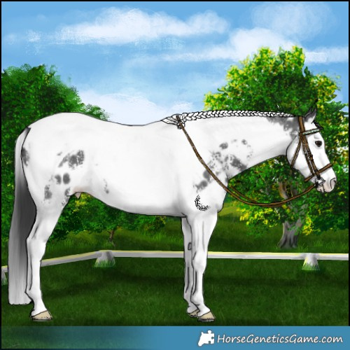 Horse Color:Black Sabino Splash Tobiano Near Leopard