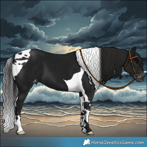 Horse Color:Gray Black Tobiano Varnish 