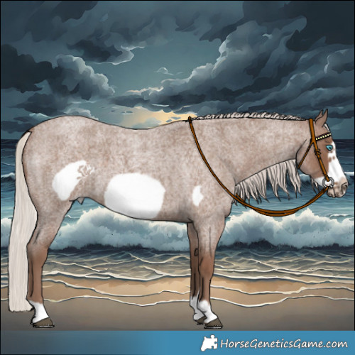 Horse Color:Silver Blue Roan Frame 