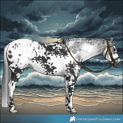 Horse Color:White Spotted Black Tobiano Frame Appaloosa 