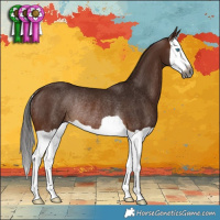 Horse Color:Gray Bay Splash Rabicano 