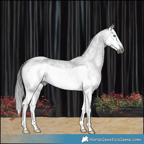 Horse Color:Gray Blue Roan Splash Frame Rabicano 