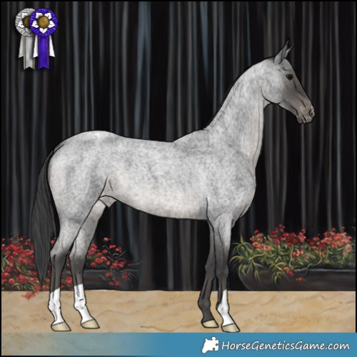 Horse Color:Blue Roan Varnish 