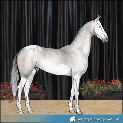 Horse Color:Gray Brown Roan Splash Varnish 