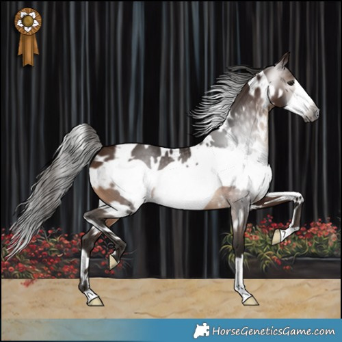 Horse Color:Gray White Spotted Bay Frame 