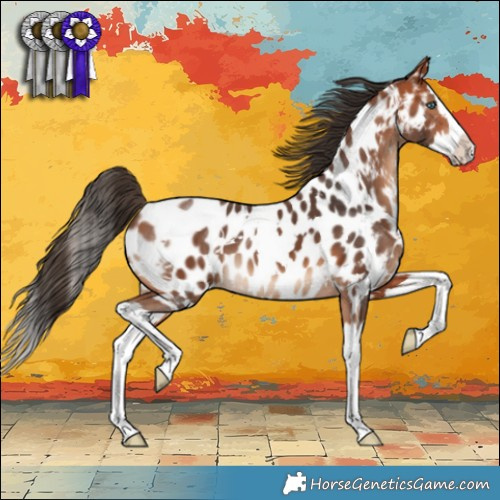 Horse Color:White Spotted Bay Splash Near Leopard 