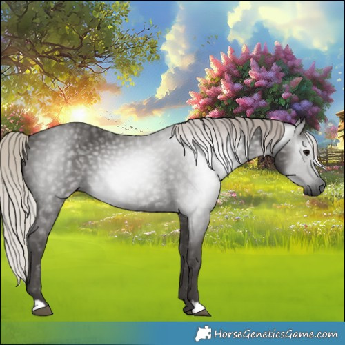 Horse Color:Gray Silver Black 
