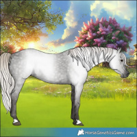 Horse Color:Gray Silver Black 