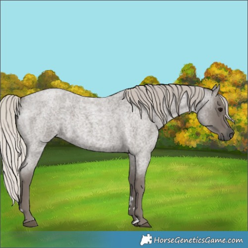 Horse Color:Silver Blue Roan 