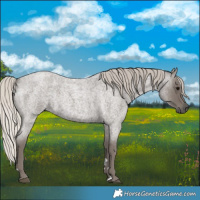 Horse Color:Silver Blue Roan