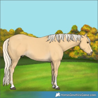 Horse Color:Palomino
