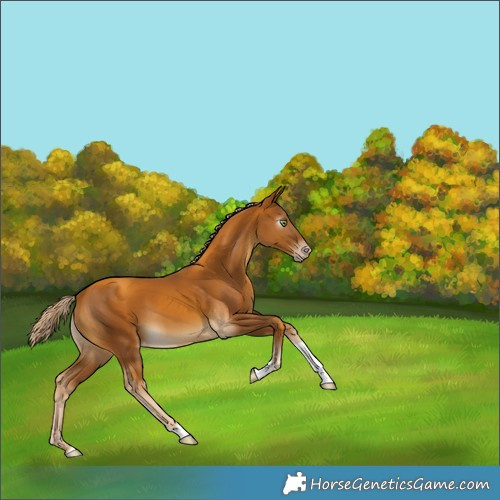 Horse Color:Gray Gold Cream Champagne Tobiano Appaloosa 