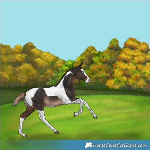 Horse Color:Liver Chestnut Splash Tobiano Appaloosa Rabicano 