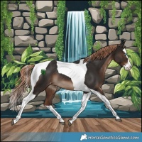 Horse Color:Liver Chestnut Splash Tobiano Varnish Rabicano