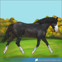 Horse Color:Brown 