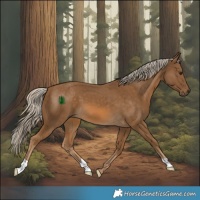 Horse Color:Chocolate Palomino 