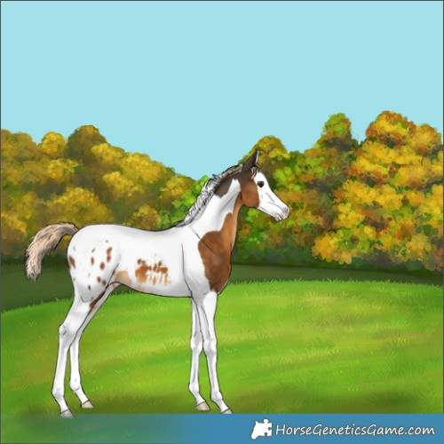 Horse Color:Chocolate Palomino Splash Tobiano Appaloosa 