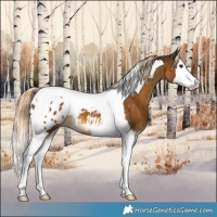 Horse Color:Chocolate Palomino Splash Tobiano Appaloosa