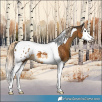 Horse Color:Chocolate Palomino Splash Tobiano Blanket 