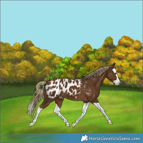 Horse Color:Chocolate Palomino Splash Appaloosa 