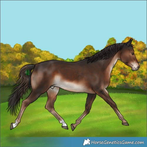 Horse Color:Liver Chestnut 