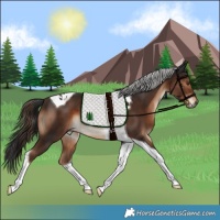 Horse Color:Liver Chestnut Tobiano 