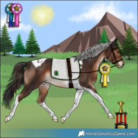Horse Color:Liver Chestnut Tobiano