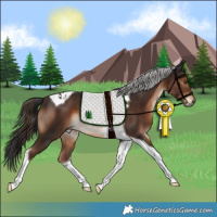 Horse Color:Liver Chestnut Tobiano