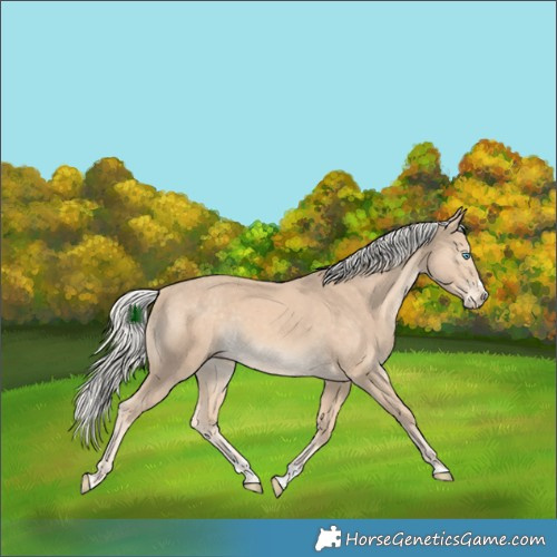 Horse Color:Cremello Splash 