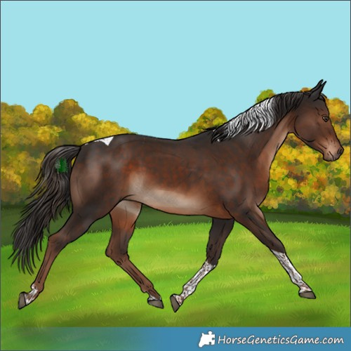 Horse Color:Liver Chestnut Tobiano 