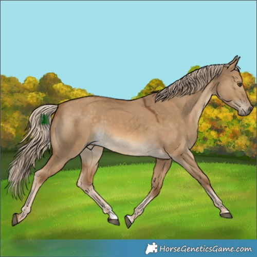 Horse Color:Chocolate Palomino Dun 