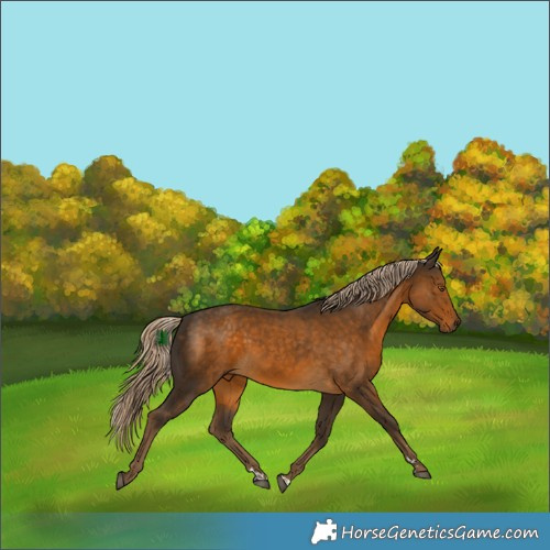 Horse Color:Chocolate Palomino 