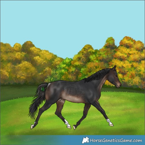 Horse Color:Bay Rabicano 