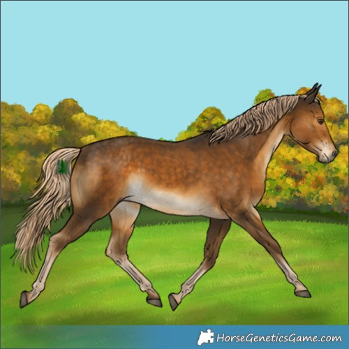 Horse Color:Chocolate Palomino 