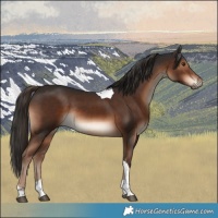 Horse Color:Liver Chestnut Tobiano Rabicano