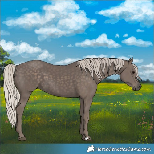 Horse Color:Silver Black 