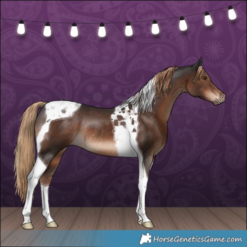 Horse Color:Liver Chestnut Tobiano Rabicano