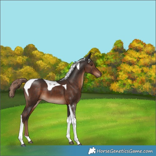 Horse Color:Liver Chestnut Tobiano 