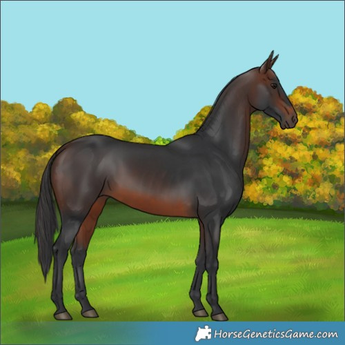 Horse Color:Brown 