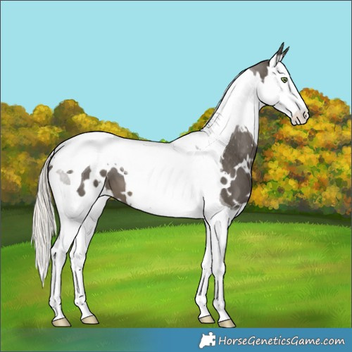 Horse Color:White Spotted Silver Smoky Black Splash Tobiano Appaloosa 