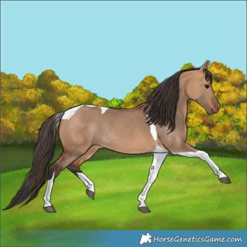 Horse Color:Bay Dun Tobiano Rabicano 