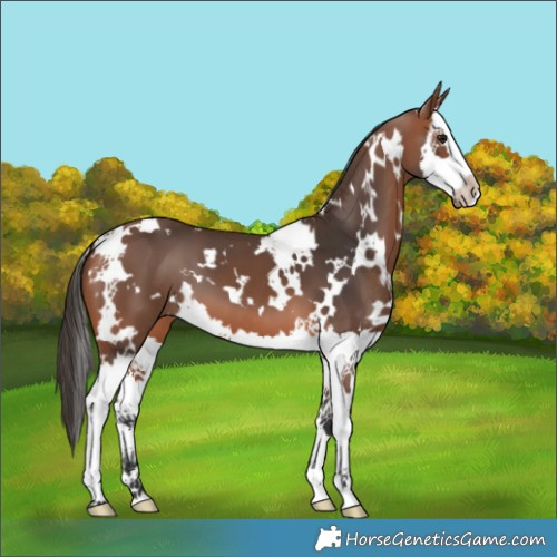 Horse Color:White Spotted Bay Splash 