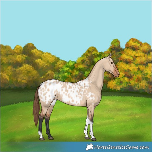 Horse Color:Bay Dun Tobiano Appaloosa