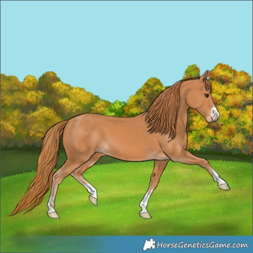 Horse Color:Chestnut 