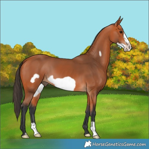 Horse Color:Bay Frame 