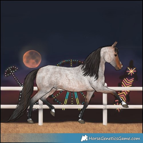 Horse Color:Bay Roan 